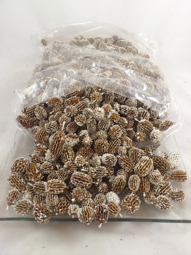 Casuarina 1 kg. white tipped